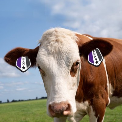 In het zonnetje gezet